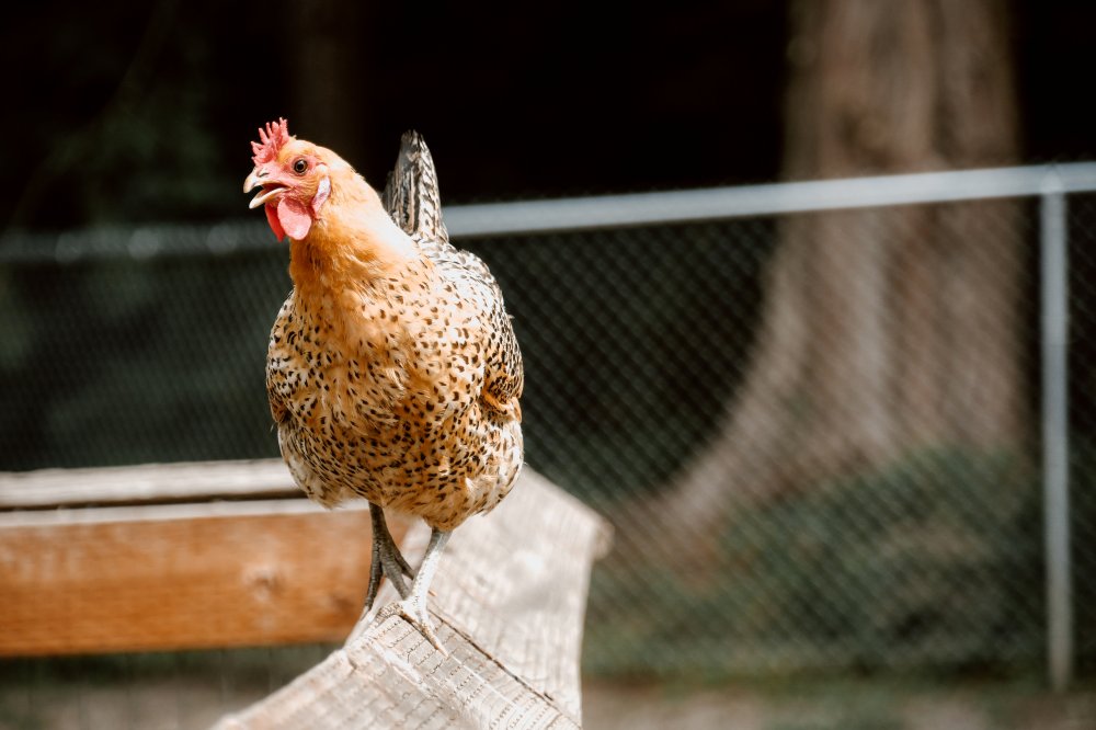 Cara Mencapai Keahlian Bermain Sabung Ayam